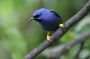 Trinidad2005 - 016 * Purple Honeycreeper.